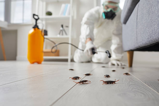 Commercial Rodent Management in East Bakersfield